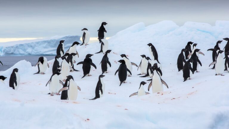 Pinguin-Darmpolitik oder die absurde Klima-Lüge der Forschung