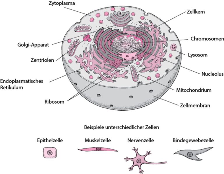 Rotes Herz aus der Zelle – Die enttäuschende Gefängniswelt einer Corona-Ärztin